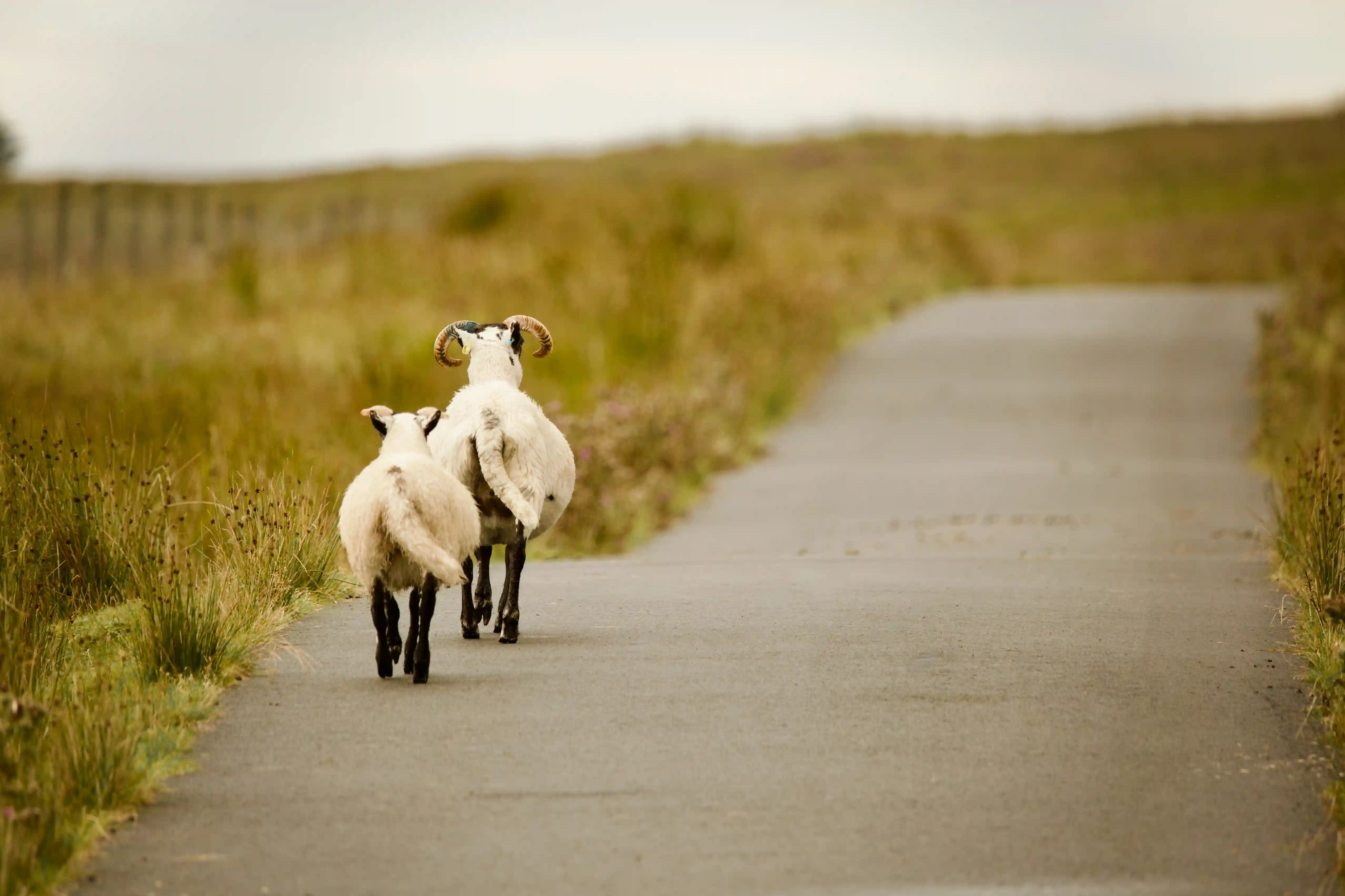 Sheep walking along the single-track road to Lagafater Lodge